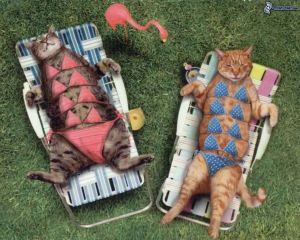 sunbathing,-cats-157310