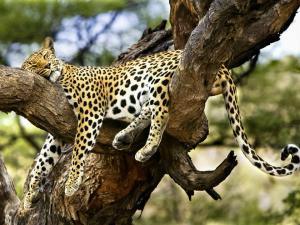 leopard-in-tree-5