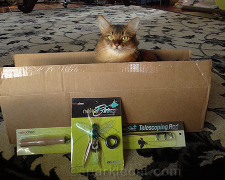 My human actually put me in here.