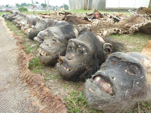 chimp_heads