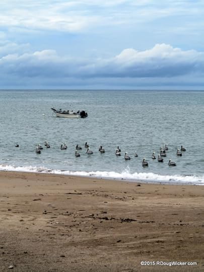 Pelican Patrol