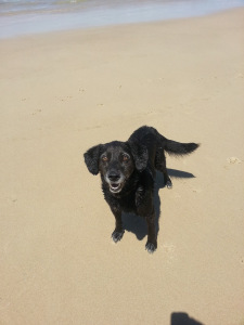 black dog on beach