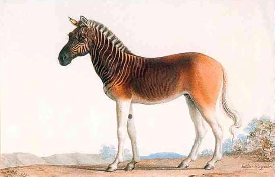 Here's a quagga. They used to roam the grasslands of South Africa. They don't anymore. 