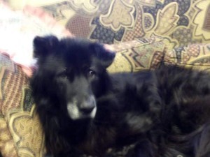 Molly Flagtail lying on my mom's paisley print couch