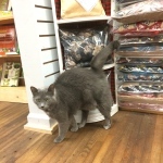 Shop Cat Junie