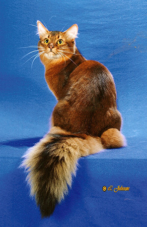 I wish I had inherited that tail!