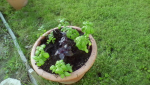 basil