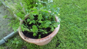 Herbs