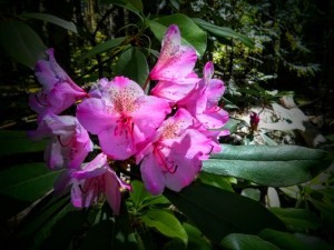 IMG_20150620_153317
