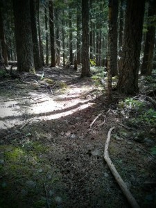 When the trail looks like this, you will love your poles. They will give you the wings of Mercury. You will literally fly through the woods with the speed and grace of a panther with wings on its heels.