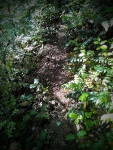 When the trail looks like this, you will be cursing the fact that such a thing as poles even exist, and you will be wondering what you did to make God hate you.