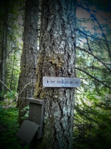 My chosen trail for the day.