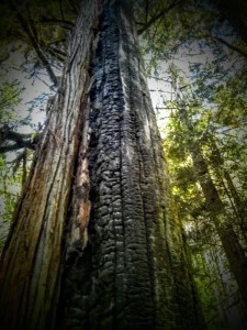 There was a burn up in this area in 2014, the