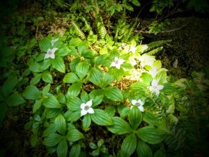 Pretty little flowers