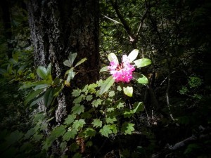 Pretty rhodies