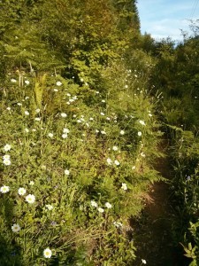 Blooming lovely.