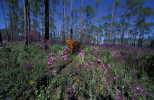 Tate's Hell is a Florida state forest located in the panhandle counties of Franklin and Liberty. With diverse habitats, including a notorious swamp, it's named after the legendary Cebe Tate who was killed by a rattlesnake while hunting a panther there in 1875.