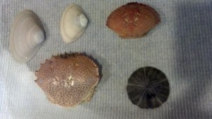 beach-finds