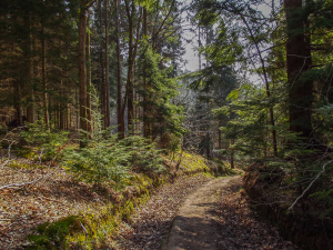 Part of my forest run.