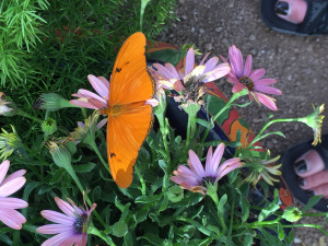 Orange butterfly