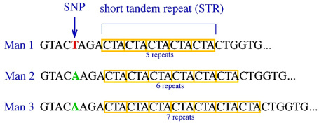 Inherited mutations (from www.le.ac.uk/ge/maj4/NewWebSurnames041008.html)