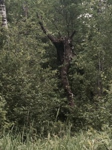 Creepy Tree