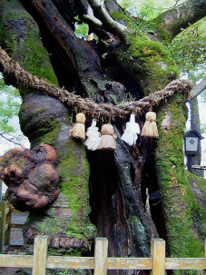 Sacred tree, Japan