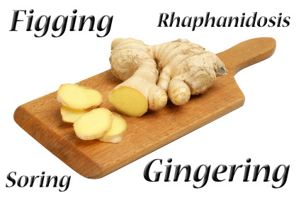 organic sliced ??ginger on a wooden board