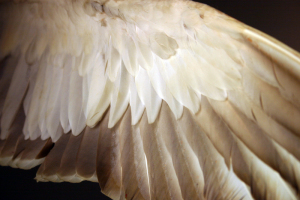 angel wing