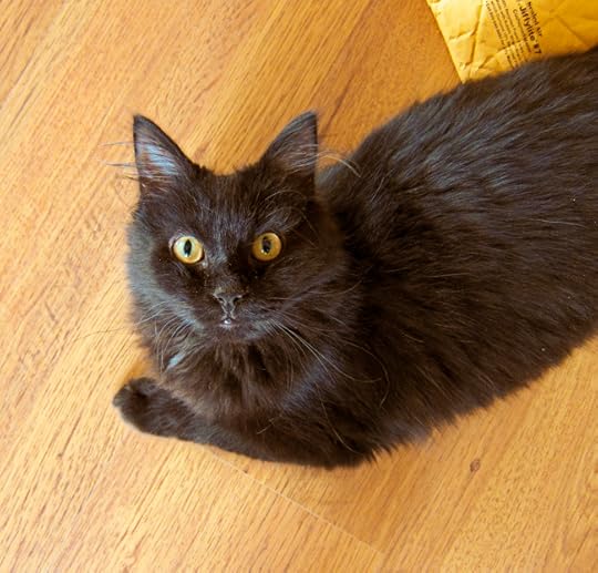 atticus floor web