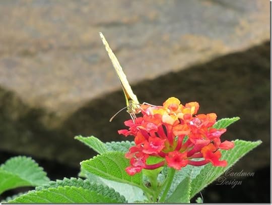 OrangeSulpher_lantana2