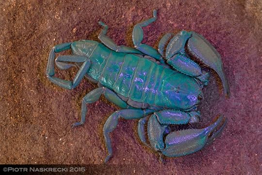 Like many scorpions, members of the genus Hadogenes display a beautiful, blue fluorescence if exposed to ultraviolet light. A recent study suggests that this helps these nocturnal animals detect and avoid light.