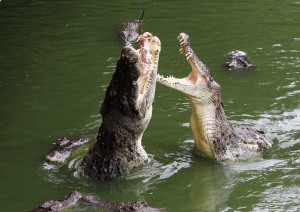 Crocodiles jump to eat chicken bones tied to a rope during a tourist feeding session at a crocodile farm in the Thai resort city of Pattaya