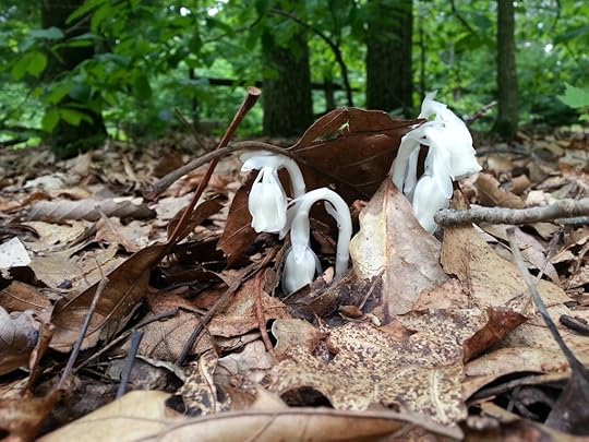 IndianPipes_FCSP_6.20.15