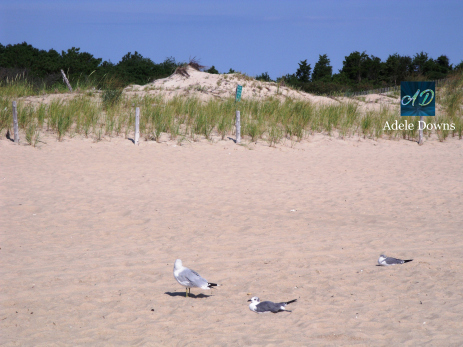 lewesbeachbirds copy