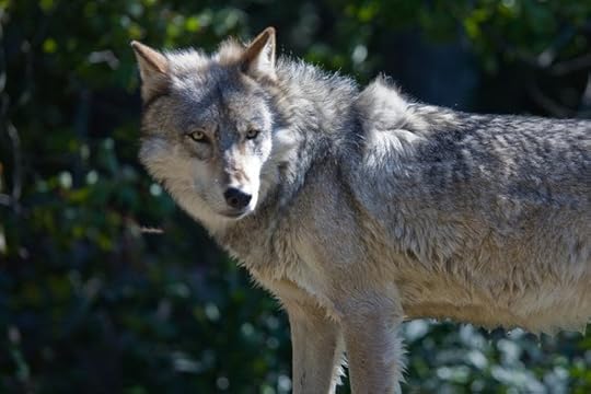 Gray Wolf by dalliedee