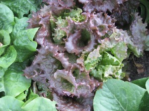 Fall Lettuce