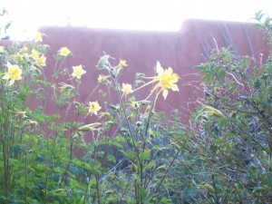 columbine