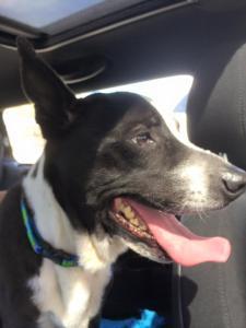 10985484_10205181019018964_9130212191740455038_n