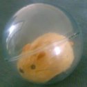 Dennis the Hamster
