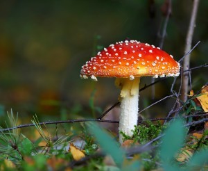 Photo by Aleksey Gnilenkov