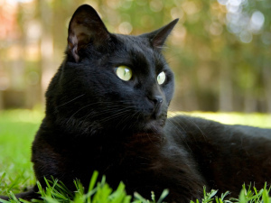 Pisica neagra, superstitie si in alte tari, nu numai la noi