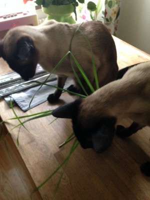 Hem till katterna. De kräktes prompt upp allt gräs.