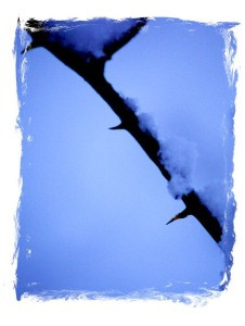 24.1 - Berry Thorns P 1 (Framed)