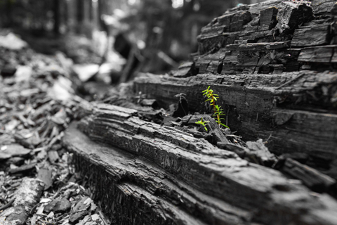 Photo: Young Artists in Action get creative for the environment
