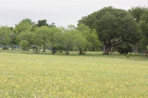 Wildflowers in field