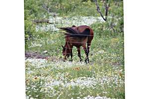 Central Texas ranch