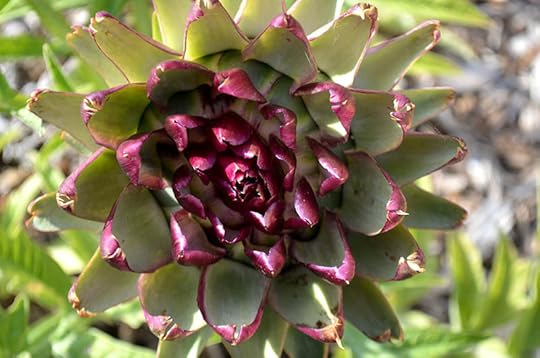 artichoke