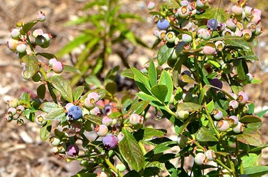 june-blueberries