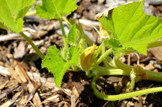 squash-blossoms